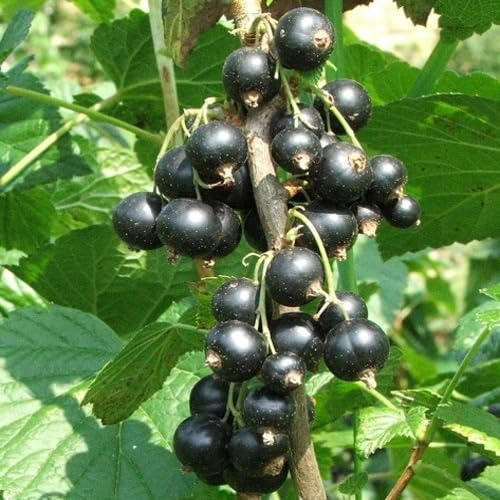 Black Currant Seeds – Heirloom, Non-GMO, High Germination Organic Garden Seeds