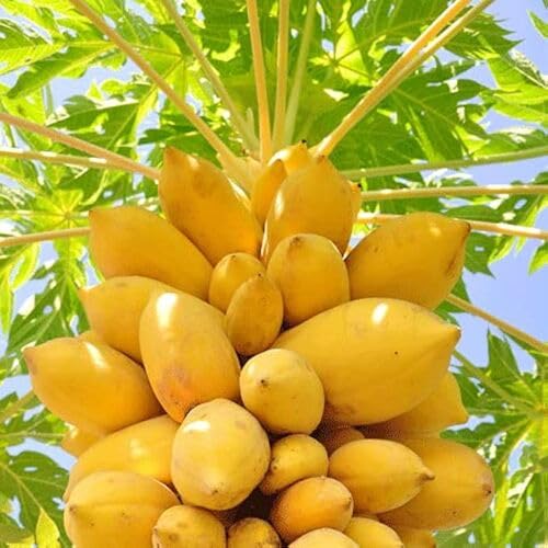 Yellow Paw Paw Seeds – Heirloom, Non-GMO, High Germination Organic Garden Seeds