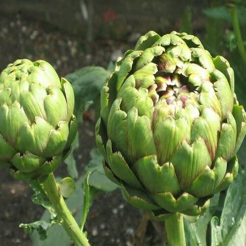 Green Artichoke Seeds – Heirloom, Non-GMO, High Germination Organic Garden Seeds Planting