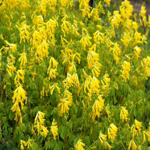 Yellow Corydalis Lutea Flower Seeds – Heirloom, Non-GMO, High Germination Organic Garden Seeds