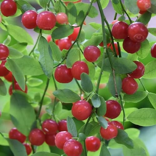 Red Huckleberry Seeds – Heirloom, Non-GMO, High Germination Organic Garden Seeds
