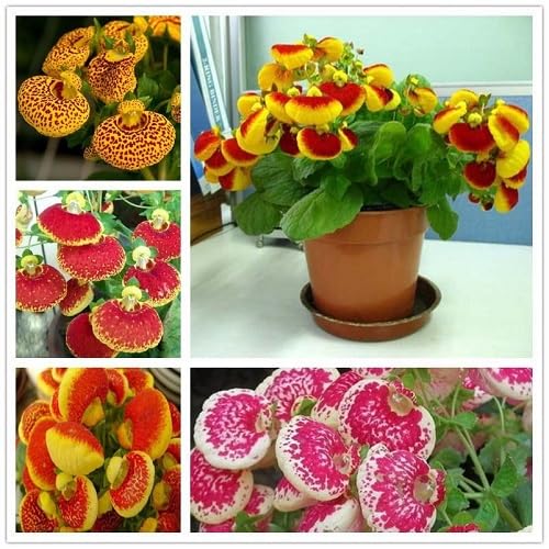 Mixed Calceolaria Flower Seeds – Heirloom, Non-GMO, High Germination Seeds