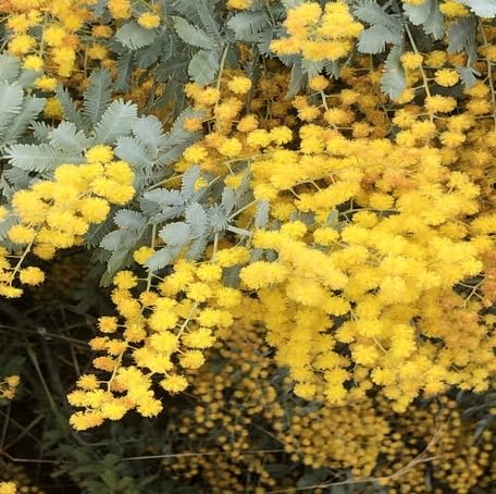 Yellow Acacia Baileyana Flower Seeds – Heirloom, Non-GMO, High Germination