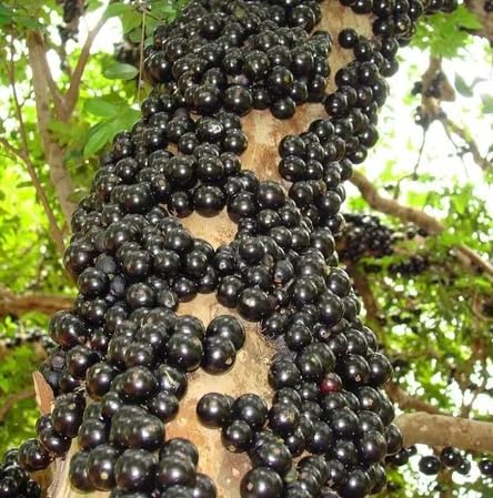 Black Jaboticaba Seeds – Heirloom, Non-GMO, High Germination Organic Garden Seeds