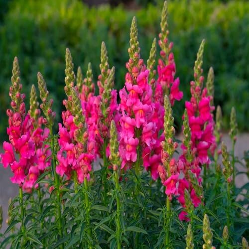 Pink Snapdragon Flower Seeds Heirloom Non-GMO High Germination Organic Garden Seeds for Planting
