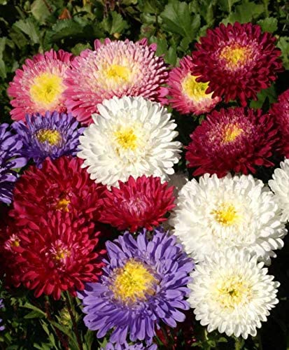 Aster Flower Seeds Mixed – Heirloom Non-GMO High Germination Seeds