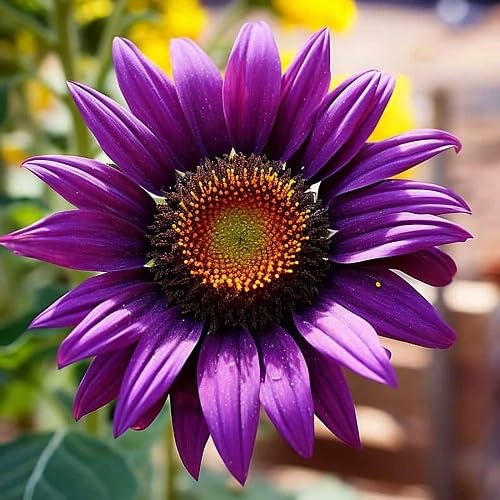 Sunflower Seeds Purple Heirloom Non-GMO High Germination Organic Garden Seeds
