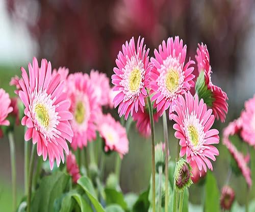 Semillas de Flores Gerbera – Semillas de Jardín Orgánicas para Sembrar, de Herencia, Sin OGM, Alta Germinación
