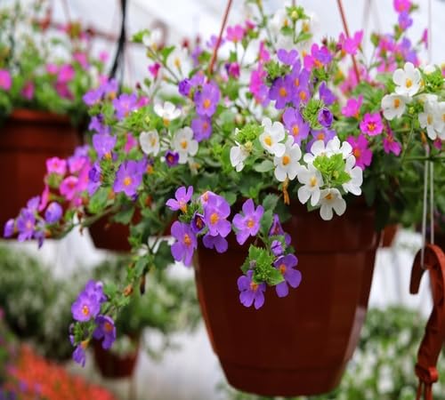 mixedbacopaflowerheirloomnongmo flower seeds