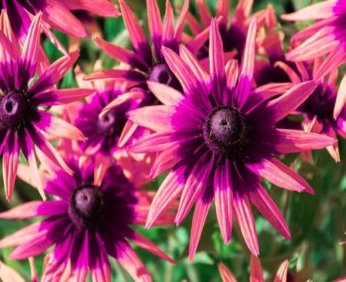Pink Rudbeckia Flower Seeds for Planting – Heirloom, Non-GMO, High Germination Organic Garden Seeds