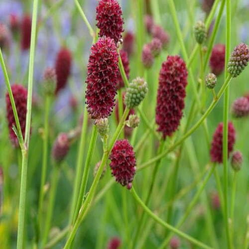 Semillas de flores de sanguisorba roja – Semillas de jardín orgánicas, de reliquia, sin OMG, de alta germinación