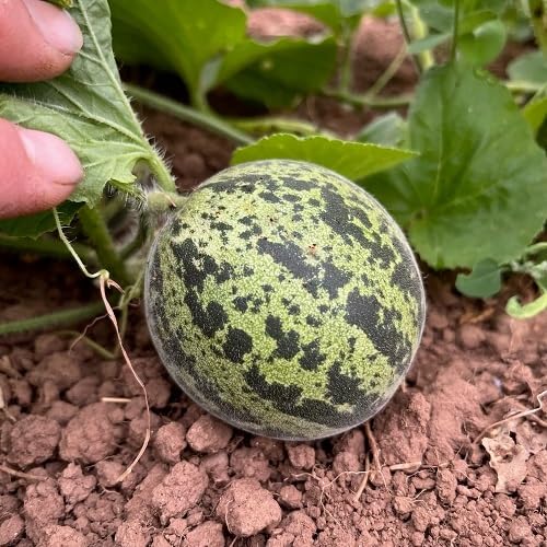 Taschenmelonen-Samen grün – Alte Sorte, gentechnikfrei, hohe Keimfähigkeit, Bio-Gartensamen zum Pflanzen
