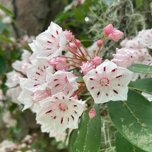 White Pink Rhododendron Flower Seeds for Planting – Heirloom Non-GMO High Germination Organic Garden Seeds