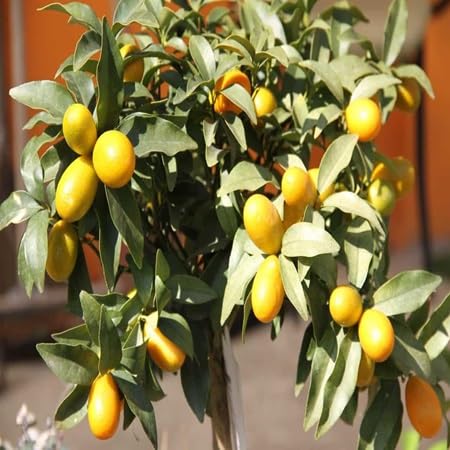 Kumquat Seeds – Heirloom, Non-GMO, High Germination Organic Garden Seeds