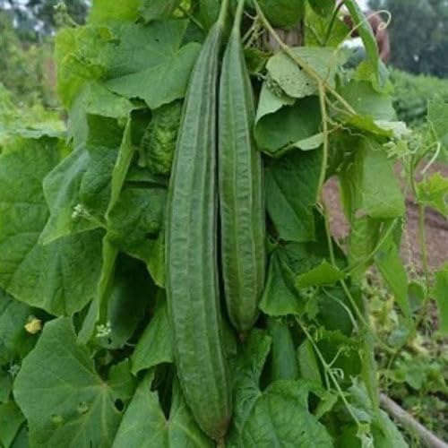 Green Ridge Gourd Seeds – Heirloom, Non-GMO, High Germination Organic Garden Seeds Planting