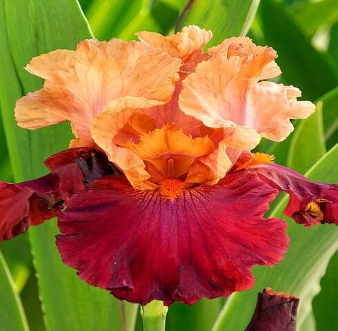 Yellow Red Iris Germanica Flower Seeds – Heirloom Non-GMO High Germination Organic Seeds