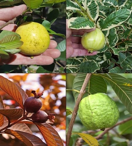 Gemischte Guavenfruchtsamen, erbstück, gentechnikfrei, hohe Keimfähigkeit, Bio-Gartensamen zum Pflanzen