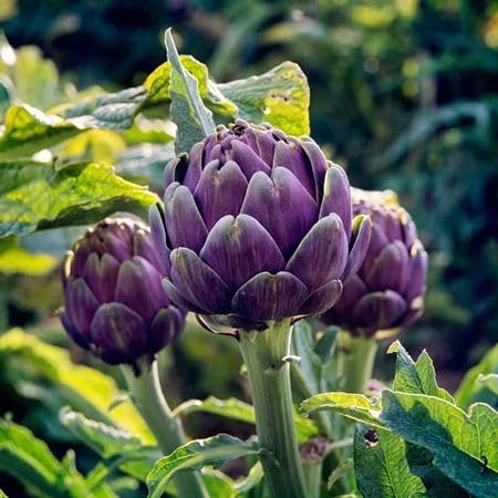 Purple Artichoke Seeds – Heirloom, Non-GMO, High Germination Organic Garden Seeds Planting