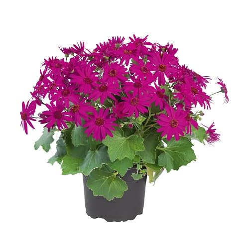 Senetti Pericallis Flower Seeds for Planting – Heirloom, Non-GMO, High Germination Organic Garden Seeds