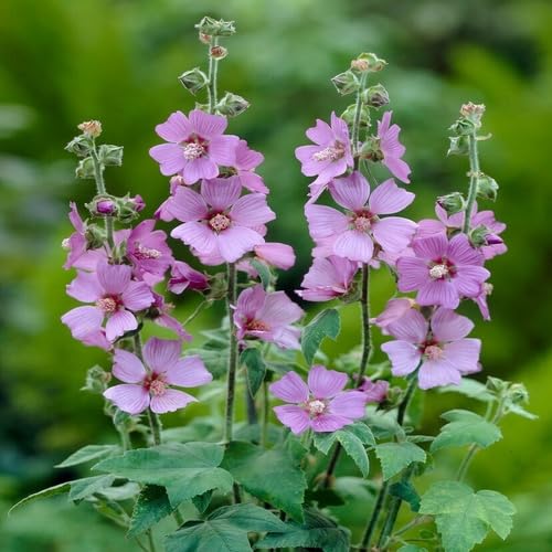 Purple Thuringiaca Flower Seeds Heirloom Non-GMO High Germination Organic Garden Seeds for Planting