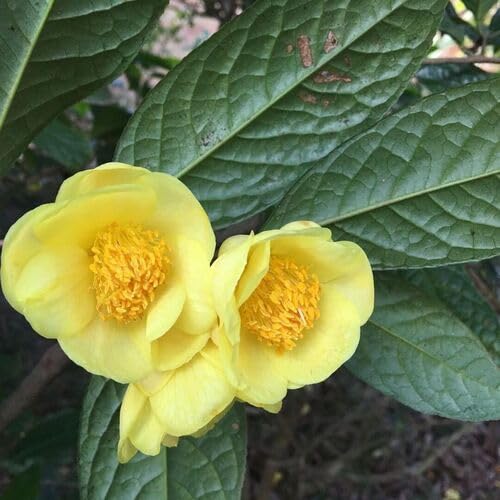 Camellia Flower Seeds Yellow – Heirloom, Non-GMO, High Germination Organic Seeds