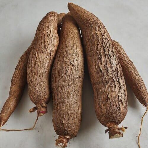 Brown Cassava – Heirloom, Non-GMO, High Germination Organic Garden Seeds Planting