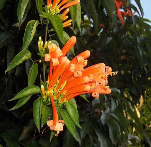 Venusta Flower Seeds for Planting – Heirloom, Non-GMO, High Germination
