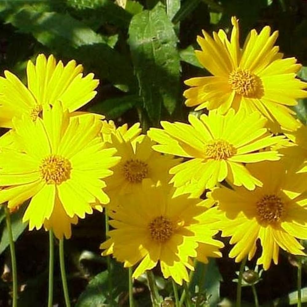 leavenworths tickseed flower seeds