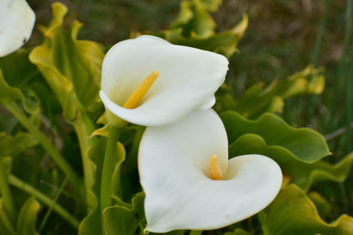 Calla Lily Bulbs for Planting Seeds for Planting