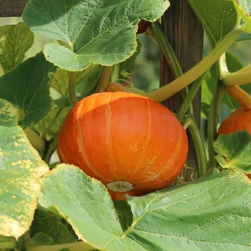 Pumpkin Orange Seeds – Heirloom, Non-GMO, High Germination Organic Garden Seeds Planting
