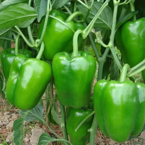 Pepper Seeds – Heirloom, Non-GMO, High Germination Organic Garden Seeds Planting