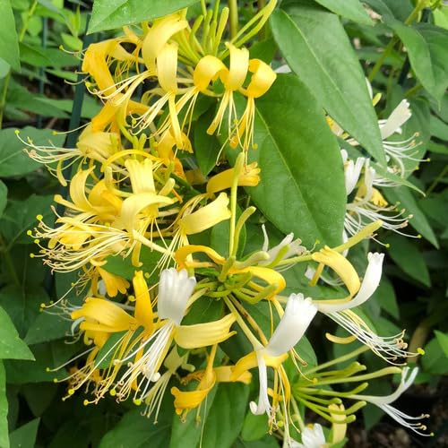 Yellow Lonicera Flower Seeds – Heirloom Non-GMO High Germination Organic Garden Seeds
