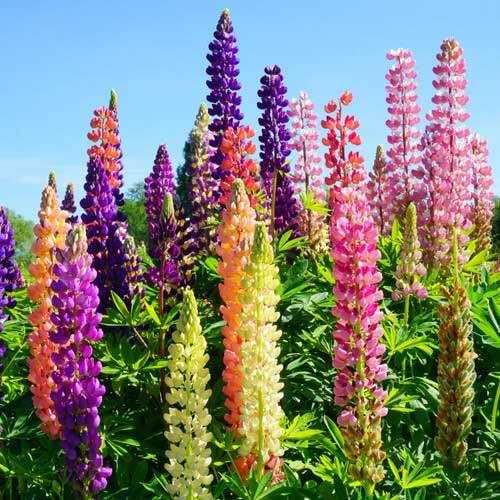 Mixed Lupine Flower Seeds – Heirloom, Non-GMO, High Germination Organic Garden Seeds for Planting