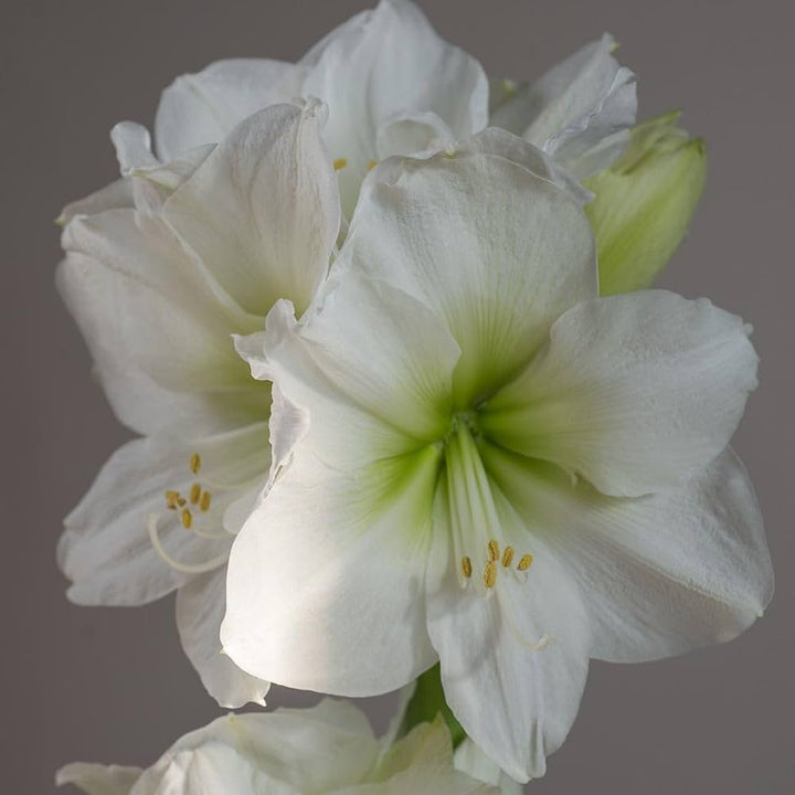 White Amaryllis Flower Seeds for Planting – Heirloom Non-GMO High Germination Organic Seeds