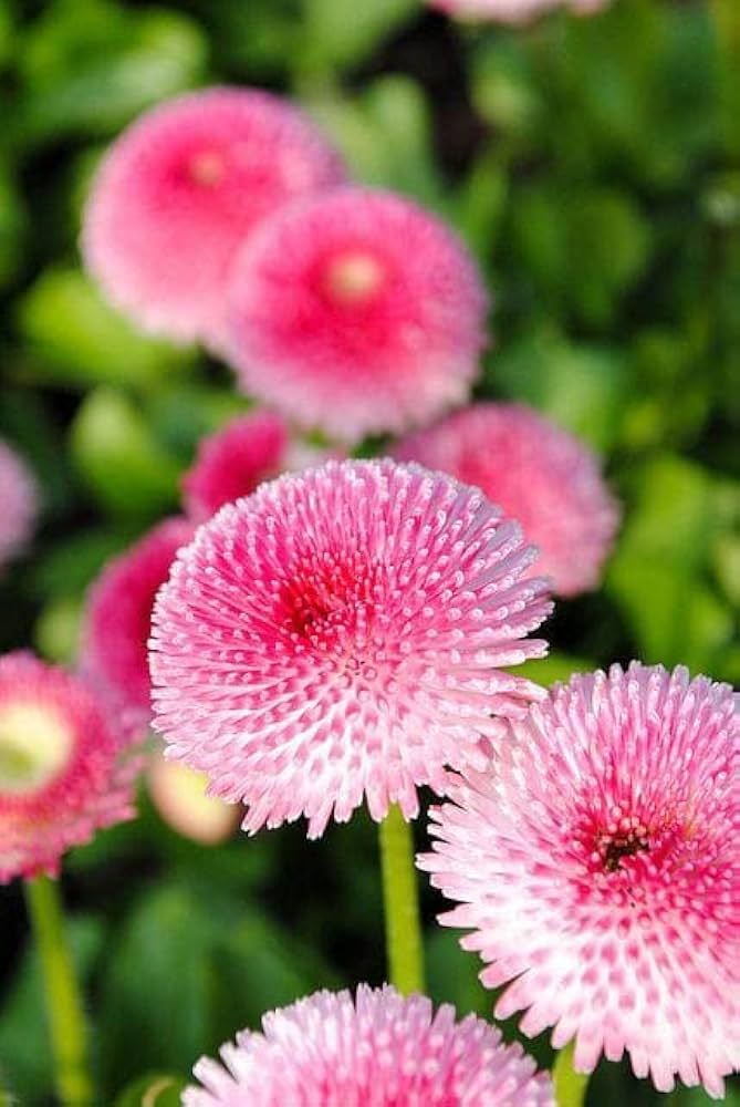Daisy Flower Seeds Pink – Heirloom Non-GMO High Germination Organic Garden Seeds