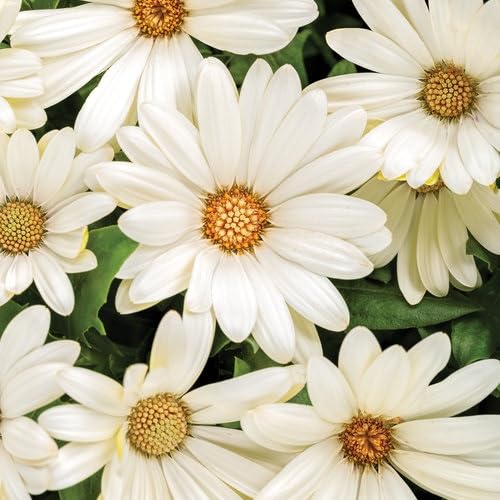 Osteospermum Flower Seeds – Heirloom, Non-GMO, High Germination Organic Garden Seeds for Planting
