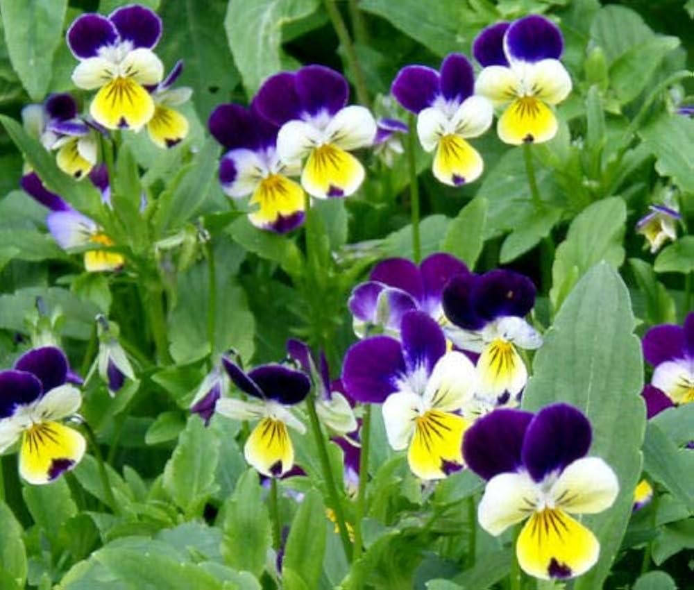 johnny jump flower seeds