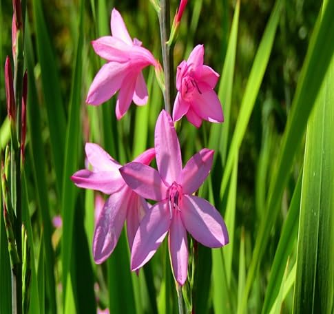 Watsonia Flower Seeds – Heirloom, Non-GMO, High Germination Organic Garden Seeds for Planting