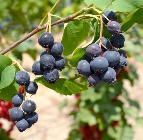 Schwarze Saskatoon Berry Samen, alte Sorte, gentechnikfrei, hohe Keimrate, Bio-Gartensamen zum Pflanzen