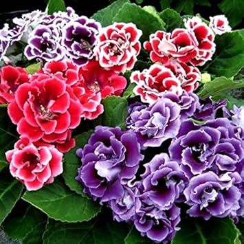 gloxiniaflowerheirloomnongmo flower seeds