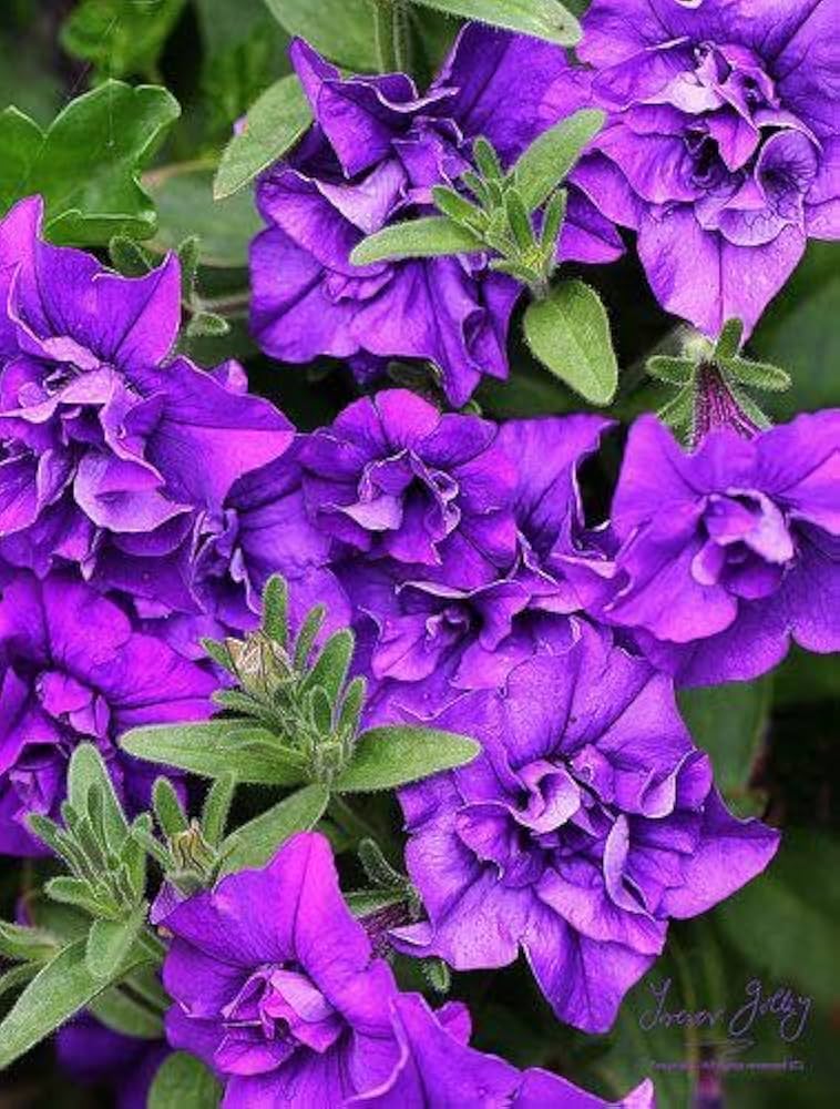 petunia freiheit flower seeds