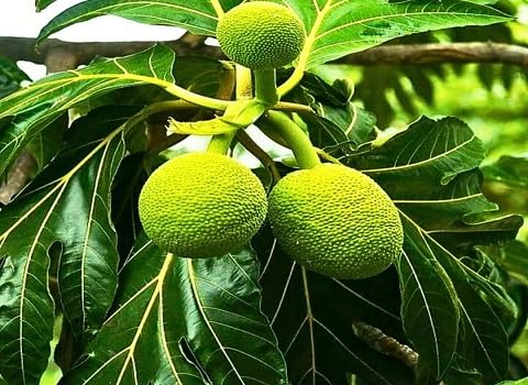 Green Breadfruit Seeds – Heirloom, Non-GMO, High Germination Organic Garden Seeds