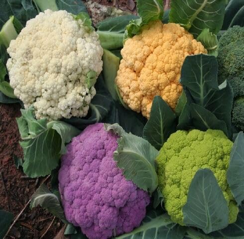 Mixed Cauliflower Seeds Heirloom Non-GMO High Germination Organic Garden Seeds for Planting