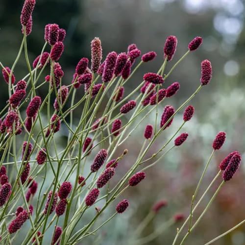Maroon Sanguisorba Flower Seeds – Heirloom Non-GMO High Germination Organic Garden Seeds