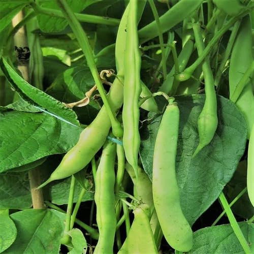 Green Beans Seeds – Heirloom, Non-GMO, High Germination Organic Garden Seeds Planting