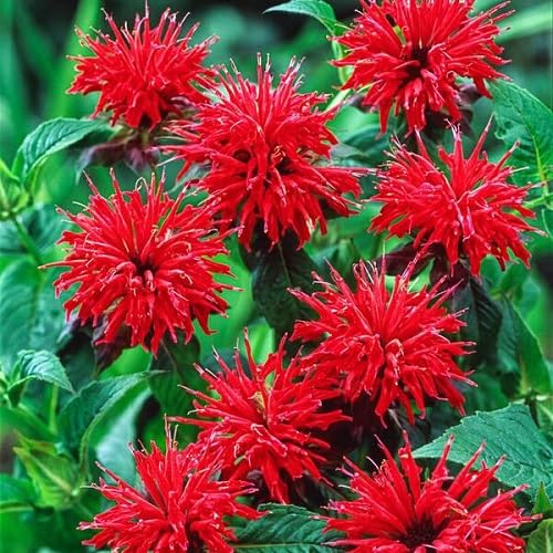 Red Monarda Flower Seeds – Heirloom, Non-GMO, High Germination Organic Garden Seeds for Planting