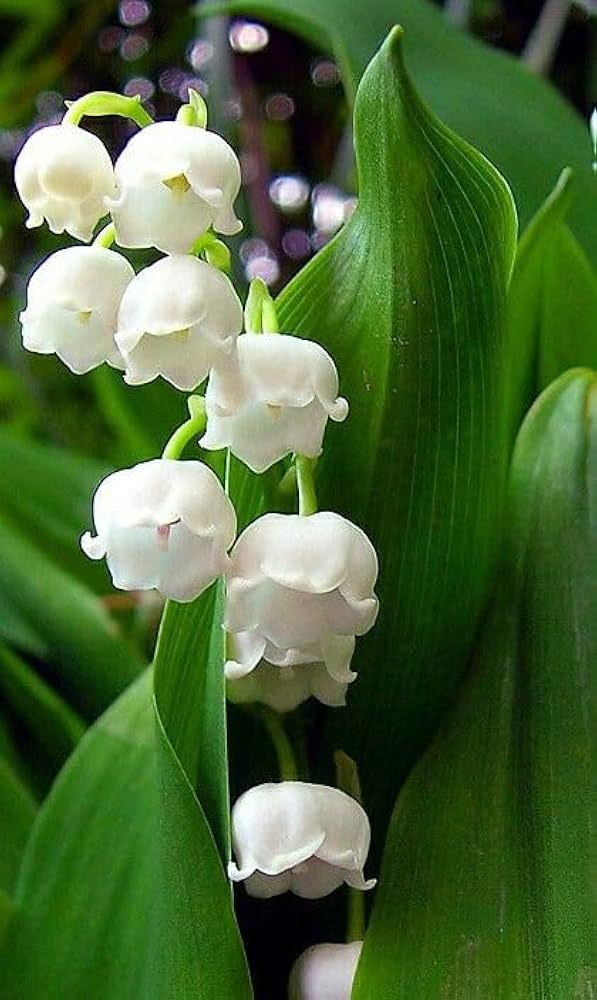 Lilly The Valley Flower Seeds White – Heirloom, Non-GMO, High Germination Garden Seeds