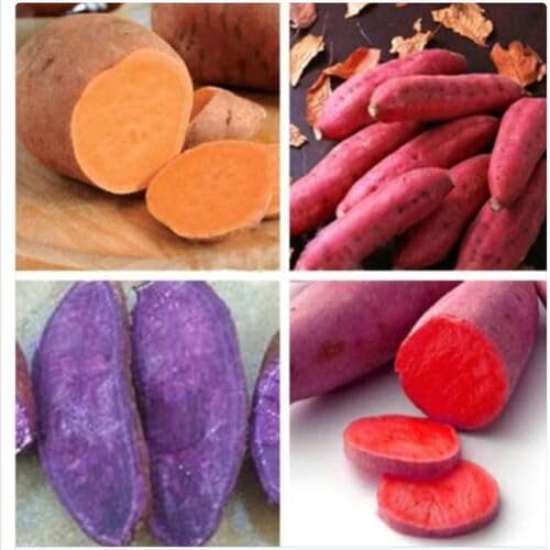 Mixed Sweet Potato Seeds – Heirloom, Non-GMO, High Germination Organic Garden Seeds Planting