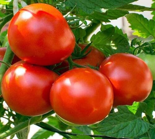 Tomaten Grüne Samen – Alte Sorte, gentechnikfrei, keimstarke Bio-Gartensamen