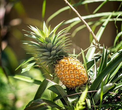 Yellow Pineapple Seeds – Heirloom, Non-GMO, High Germination Organic Garden Seeds